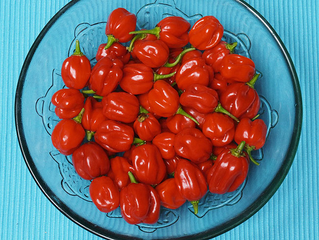 image/habanero-01.jpg