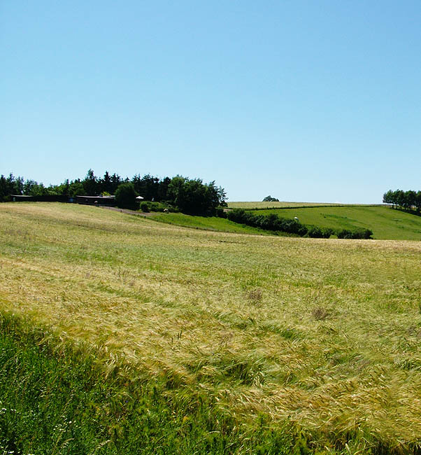 Panorama - Udsigt fra Klokkekildevej mod Slagslunde skov