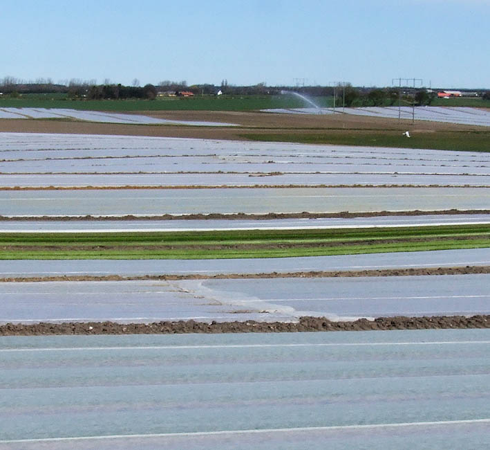 Panorama - A. P. Grønts marker med salat ved Strø i Nordsjælland