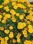 image/_tagetes-22.jpg