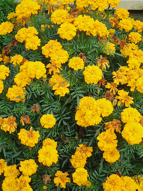 image/tagetes-22.jpg