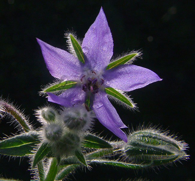 image/hjulkrone_blomst-09.jpg