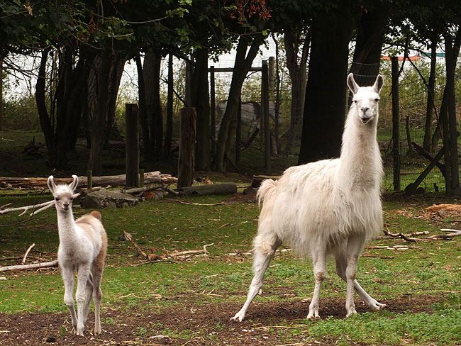 image/oroe_dyrepark-0780.jpg