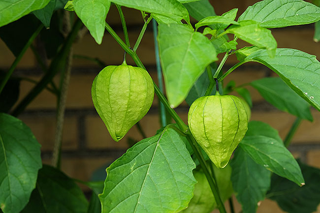 image/tomatillo-9067.jpg