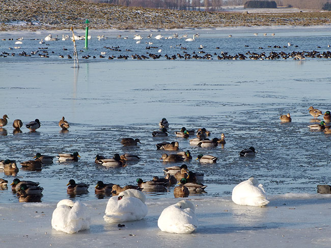 image/fugle_roskilde_fjord-406.jpg