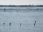 image/_roskilde_fjord_vinter-33.jpg