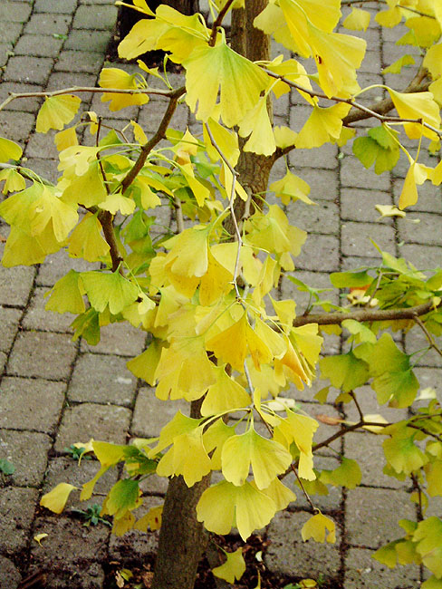 image/ginkgo_biloba_efteraar-08.jpg