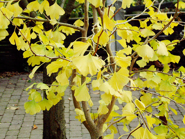 image/ginkgo_biloba_efteraar-09.jpg