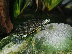 image/_danmarks_akvarium-135.jpg