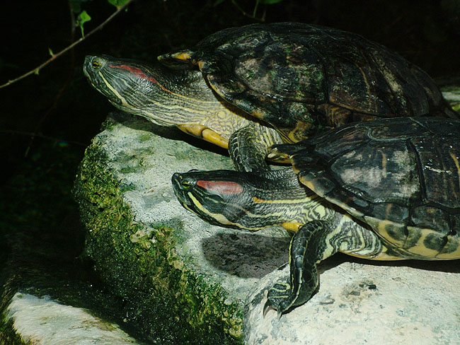 image/danmarks_akvarium-153.jpg