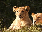 image/_odense_zoo-1999.jpg