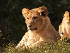 image/_odense_zoo-2001.jpg