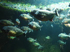 image/_odense_zoo-2097.jpg