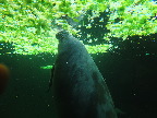 image/_odense_zoo-2100.jpg