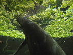 image/_odense_zoo-2103.jpg