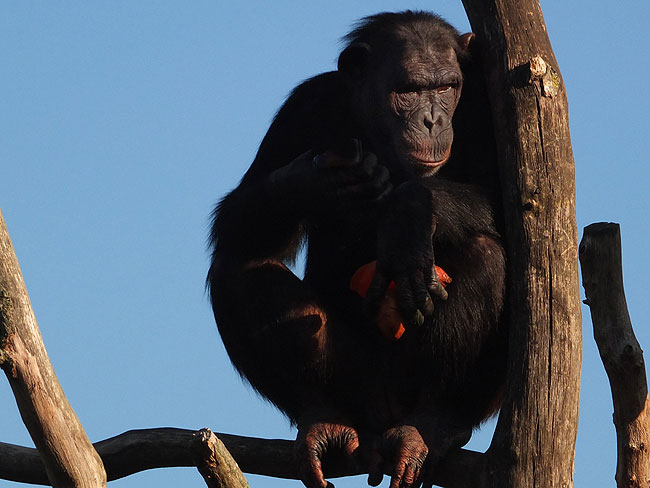 image/odense_zoo-1800.jpg