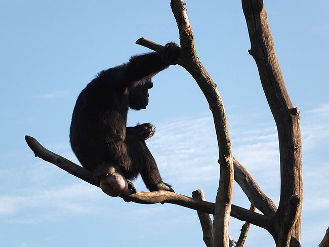 image/odense_zoo-1811.jpg