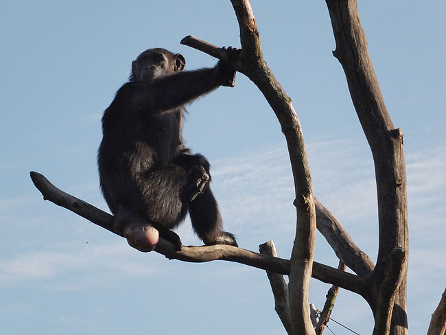 image/odense_zoo-1812.jpg