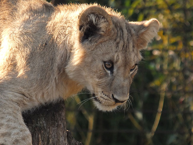 image/odense_zoo-1814.jpg