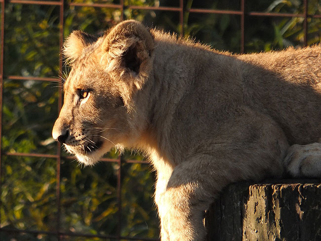 image/odense_zoo-1819.jpg