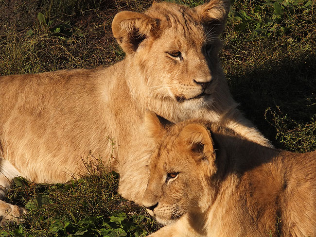 image/odense_zoo-1865.jpg