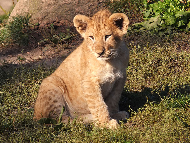 image/odense_zoo-1877.jpg