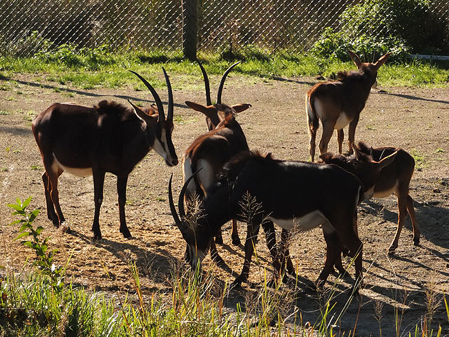 image/odense_zoo-1879.jpg