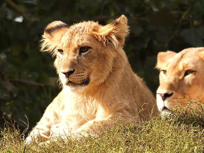 image/odense_zoo-1997.jpg