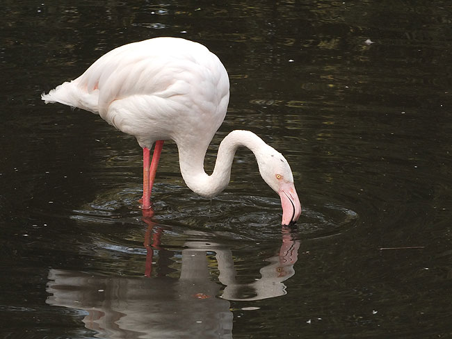 image/odense_zoo-2211.jpg