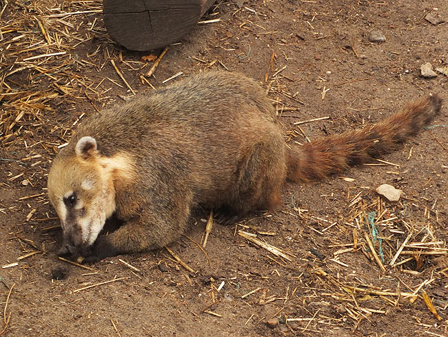 image/oroe_dyrepark-0851.jpg